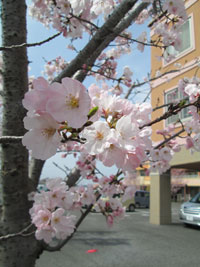 介護施設内にある「ほほえみ桜」
