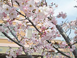 介護施設内にある「ほほえみ桜」