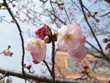 ほほえみ桜