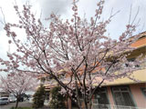 介護施設内にある「ほほえみ桜」