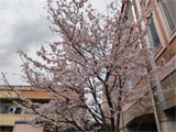 介護施設内にある「ほほえみ桜」